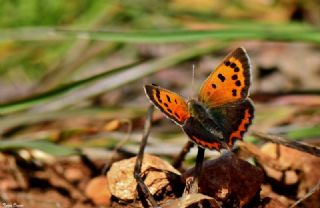 Benekli Bakr Gzeli (Lycaena phlaeas)