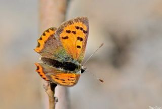 Benekli Bakr Gzeli (Lycaena phlaeas)