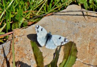 Yeni Beneklimelek (Pontia edusa)