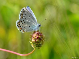 Anadolu Esmergz (Plebejus modicus)