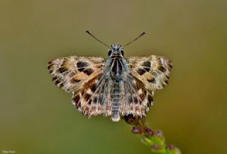 Hatmi Zpzp (Carcharodus alceae)