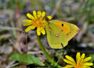 Sar Azamet (Colias croceus)