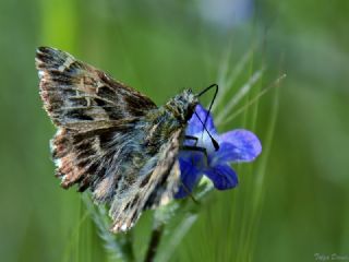 Hatmi Zpzp (Carcharodus alceae)