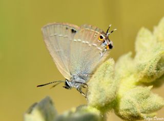 Sevbeni (Satyrium abdominalis)