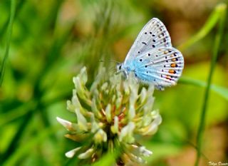 okgzl Mavi (Polyommatus icarus)