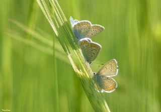 okgzl Meneke Mavisi (Polyommatus thersites)