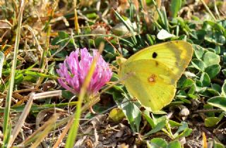 Gzel Azamet (Colias alfacariensis)