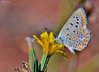 okgzl Mavi (Polyommatus icarus)