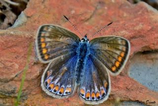 okgzl Mavi (Polyommatus icarus)