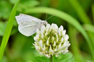 Kk Beyazmelek (Pieris rapae)