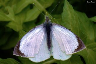 B�y�k Beyazmelek &nbsp;(Pieris&nbsp;brassicae)