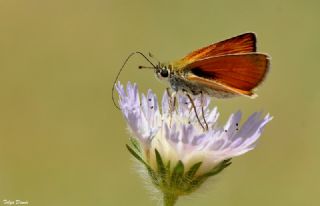 Sar Antenli Zpzp (Thymelicus sylvestris)