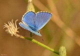 okgzl Gk Mavisi (Polyommatus bellargus)