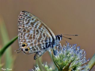 Mavi Zebra (Leptotes pirithous)