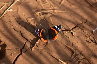 Atalanta (Vanessa atalanta)