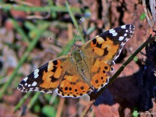 Diken Kelebei (Vanessa cardui)