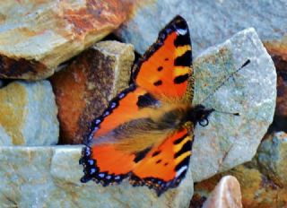 Aglais (Aglais urticae)