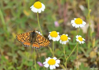 Nazuum (Euphydryas aurinia)