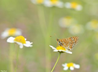 Nazuum (Euphydryas aurinia)