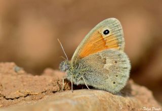 Kk Zpzp Perisi (Coenonympha pamphilus)