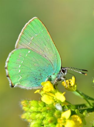 Zmrt (Callophrys rubi)