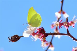 Orakkanat (Gonepteryx rhamni)