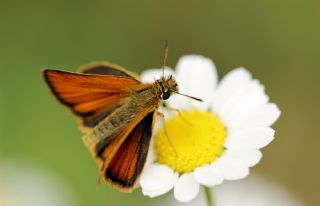 Sar Antenli Zpzp (Thymelicus sylvestris)