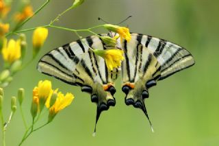 Erik Krlangkuyruk (Iphiclides podalirius)