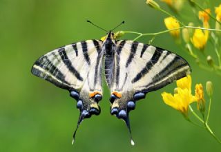 Erik Krlangkuyruk (Iphiclides podalirius)