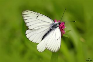 Al Beyaz (Aporia crataegi)