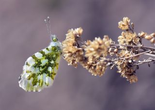 Turuncu Ssl (Anthocharis cardamines)