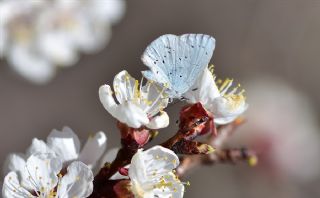 Kutsal Mavi (Celastrina argiolus)