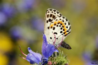 Kara Mavi (Scolitantides orion)