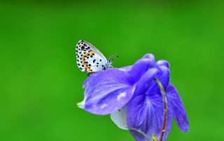 Kara Mavi (Scolitantides orion)