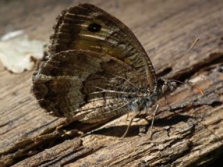 Seyit (Arethusana arethusa)