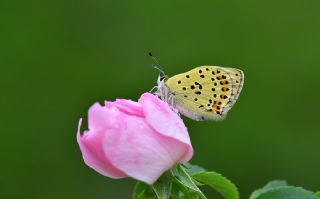 sli Bakr Gzeli (Lycaena tityrus)