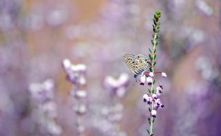 Mavi Zebra (Leptotes pirithous)