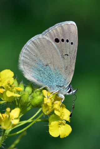 Karagz Mavisi (Glaucopsyche alexis)