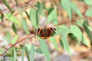 Atalanta (Vanessa atalanta)