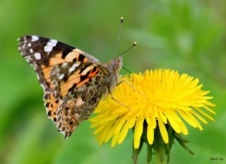 Diken Kelebei (Vanessa cardui)