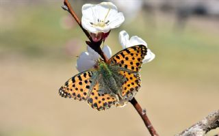 spanyol Kraliesi (Issoria lathonia)