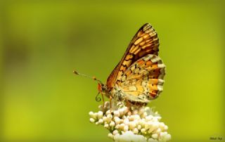 Nazuum (Euphydryas aurinia)