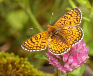 parhan (Melitaea cinxia)