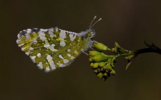 Da Oykls (Euchloe ausonia)