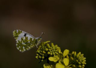 Da Oykls (Euchloe ausonia)