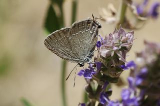 Mavi Benekli Sevbeni (Satyrium zabni)