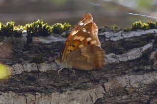 Kk Mor mparator (Apatura ilia)