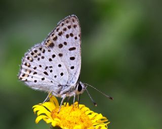 �sli Bak�r G�zeli&nbsp;(Lycaena&nbsp;tityrus)