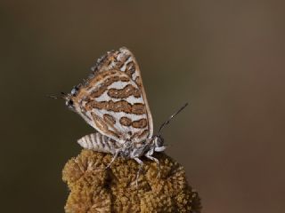 eytanck (Cigaritis acamas)
