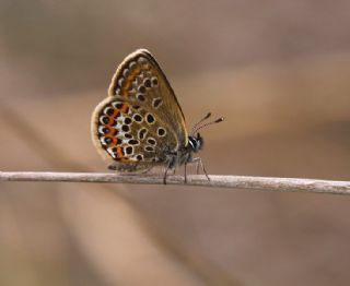 das Mavisi, Esmergz (Plebejus idas)